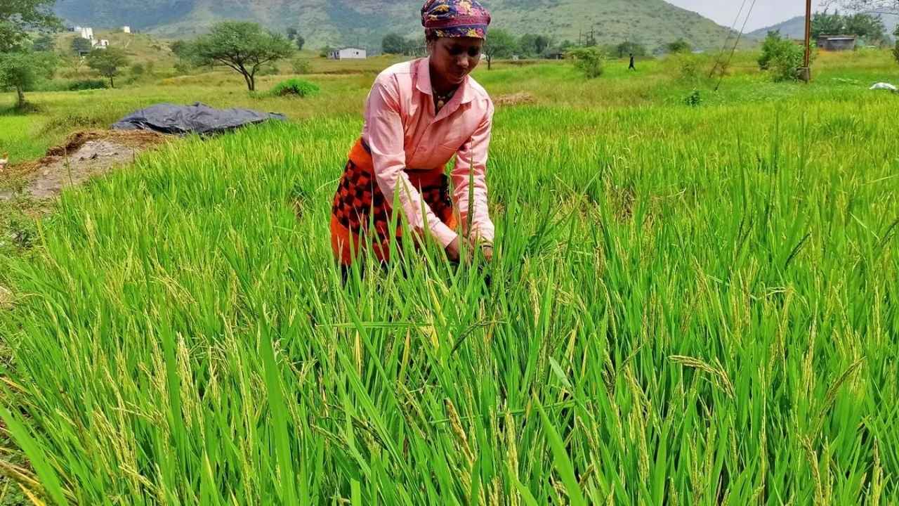 Bargarh Farmers Demand Urgent Rollback of Kharif Paddy Procurement Registration Policy