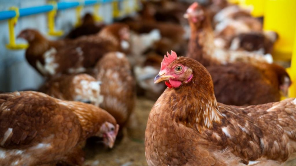 Bird Flu Confirmed in Delanga, Puri: Over 6,000 Chickens to Be Culled Today 1 Bird Flu Confirmed in Delanga, Puri