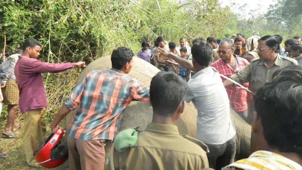 Elephant Dies of Electrocution in Rairakhol, Odisha: CM Orders Probe 1 Elephant Dies of Electrocution in Rairakhol, Odisha
