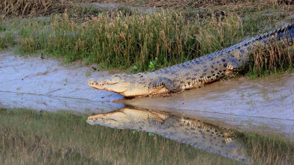 Farmers Flee as Crocodiles Take Over Flooded Crops in Odisha