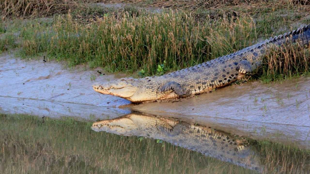 Farmers Flee as Crocodiles Take Over Flooded Crops in Odisha