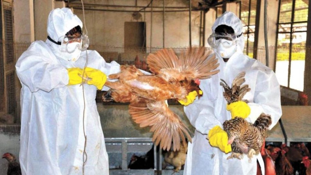 Jankia’s Chicken Culling Begins as Khordha Fights to Control Bird Flu Outbreak