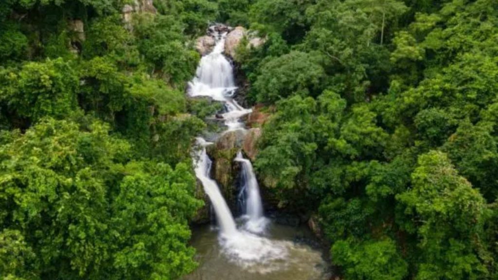 Odisha Secures Over Rs 2,000 Crore for Massive Afforestation Push—What This Means for the Future 1 Odisha Secures Over Rs 2,000 Crore for Massive Afforestation Push