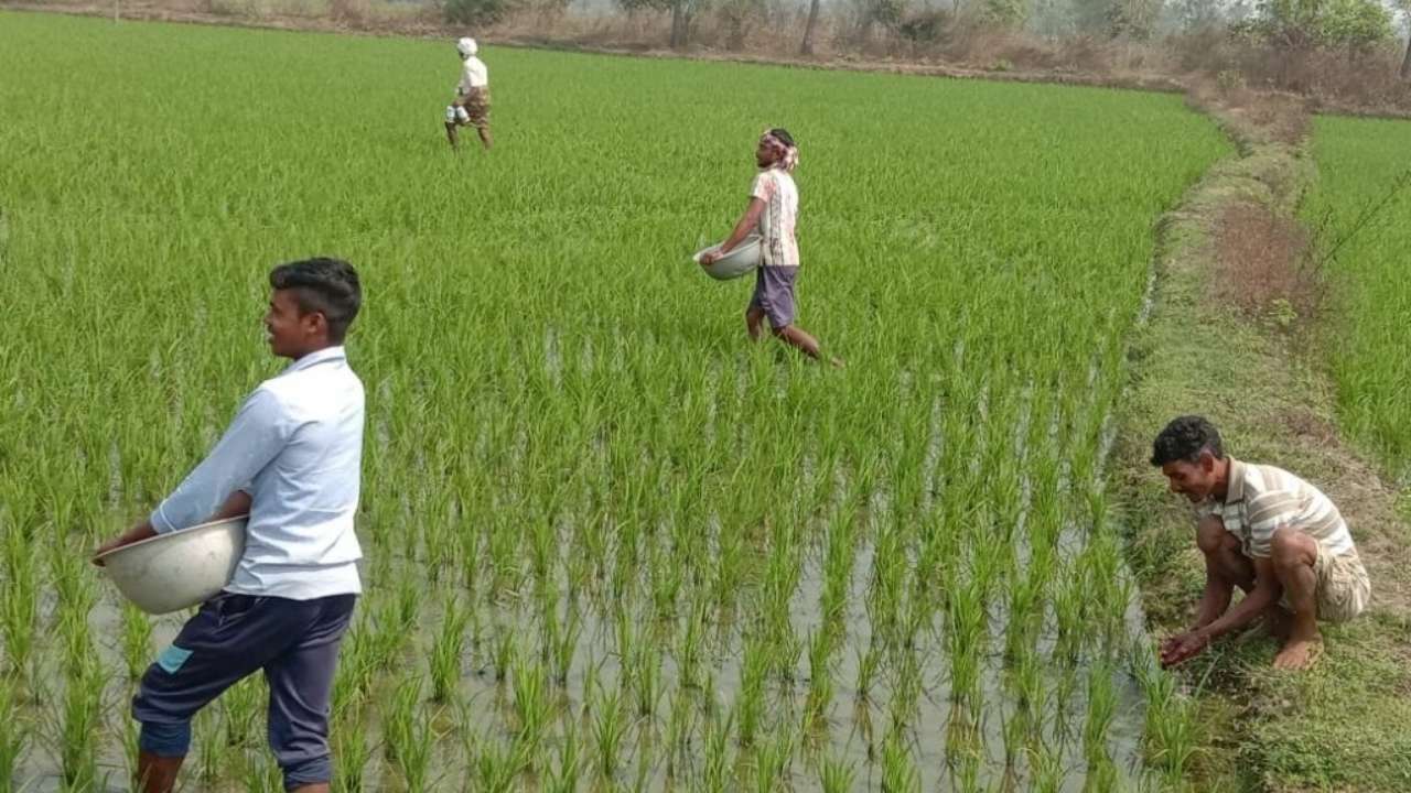 Odisha’s Bargarh District Faces Fertilizer Crisis