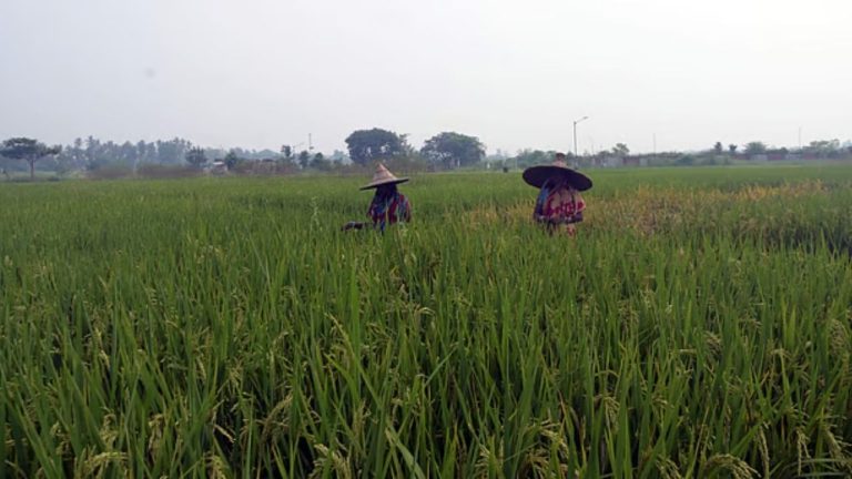 Sundargarh Paddy Cultivation