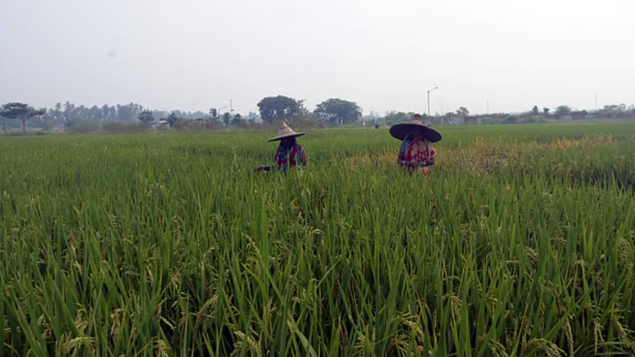 Sundargarh Paddy Cultivation