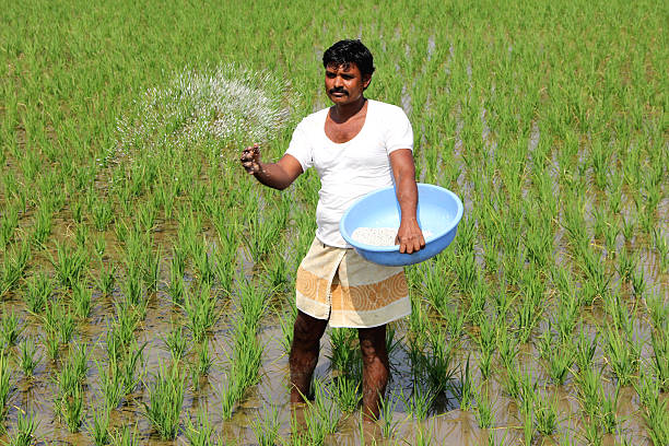 Sundargarh Witnesses Growth in Indigenous Paddy Cultivation, Now Spanning 8,300 Ha 2 Paddy Cultivation