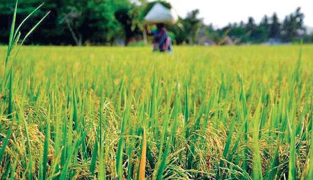 Odisha's Kharif Season Sees 15% More Rainfall Than Expected, Flood Risks Increase 2 Kharif Season Sees 15%