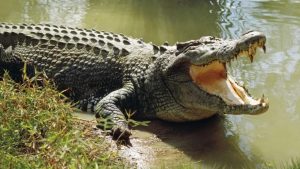 Crocodile Presence in Mahanadi