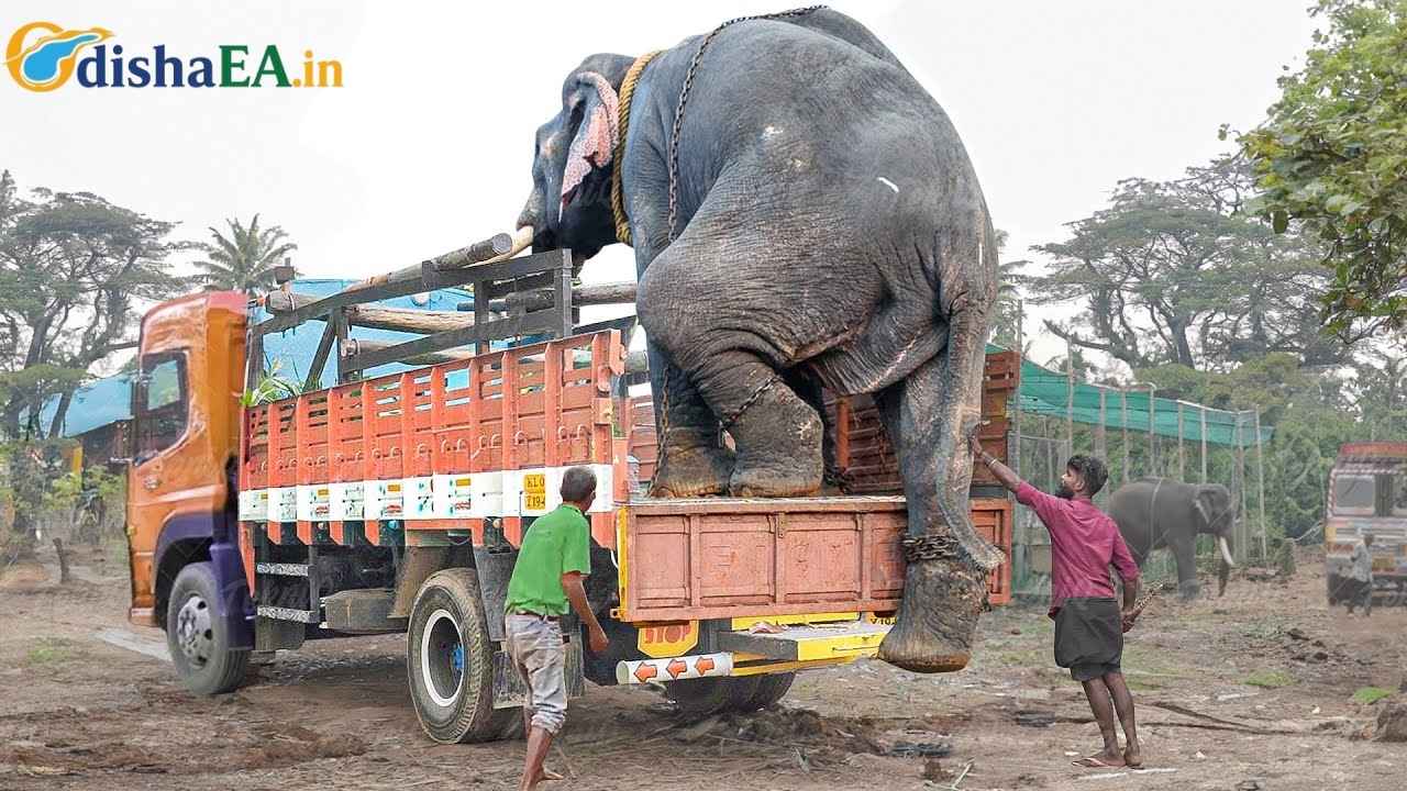 Elephant Care in Odisha Gets a Boost with the Introduction of 'Airawat' Truck