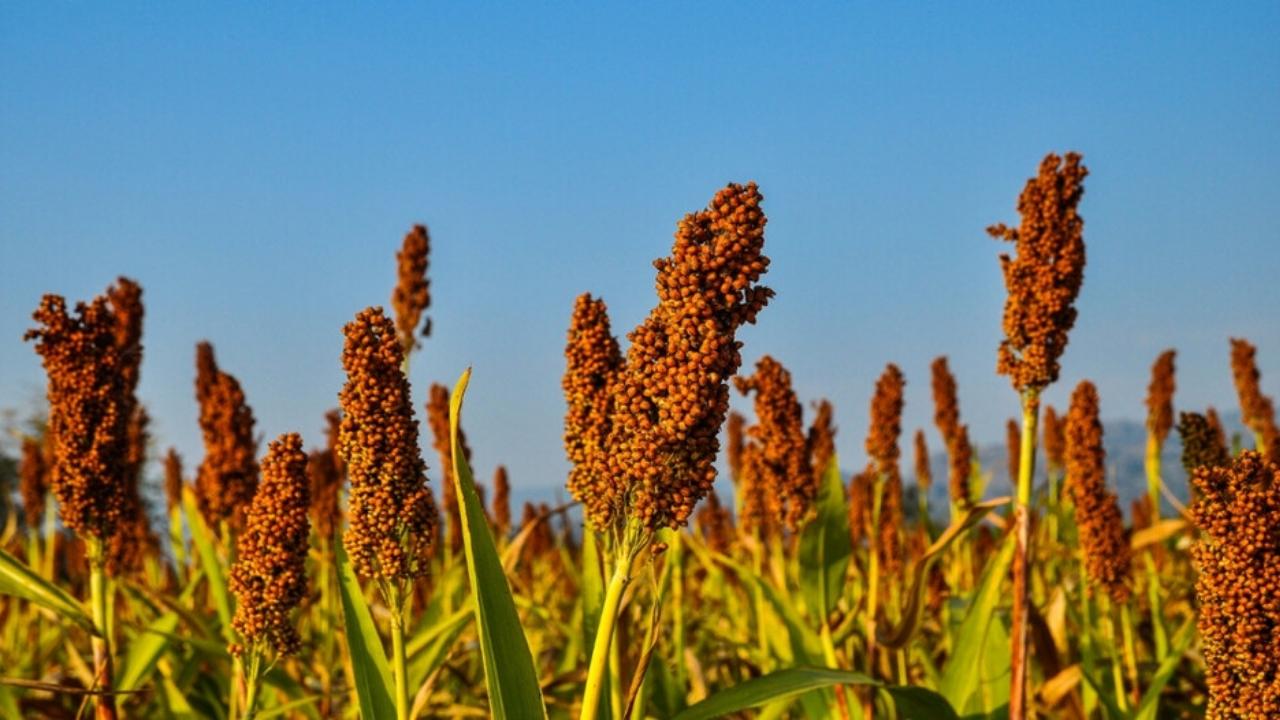 FCI Aims for 40,000 MT Ragi Procurement in Odisha