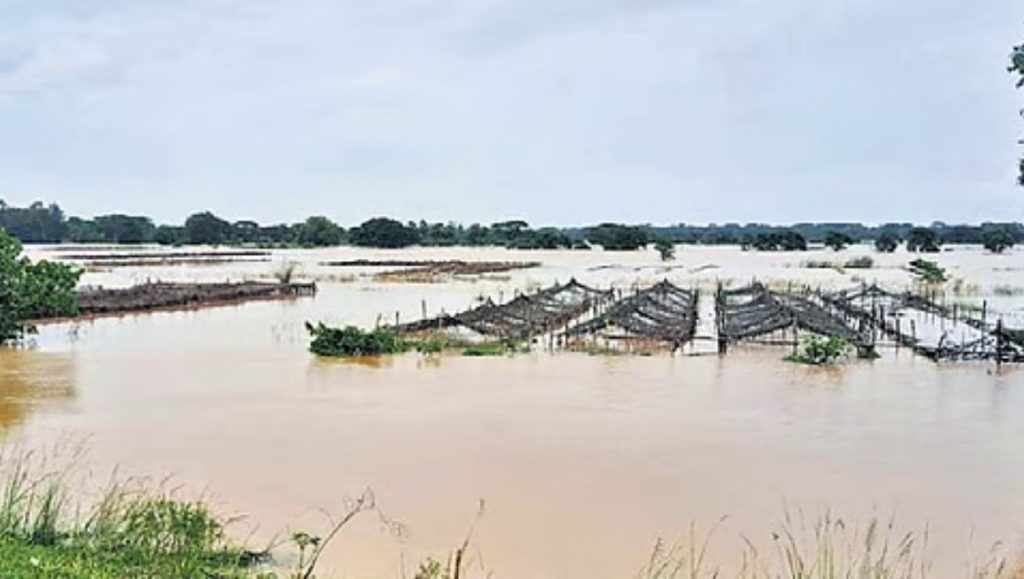 Floods Devastate Kendrapara Agriculture: Paddy Saplings, Vegetable Crops Damaged 1 Floods Devastate Kendrapara Agriculture