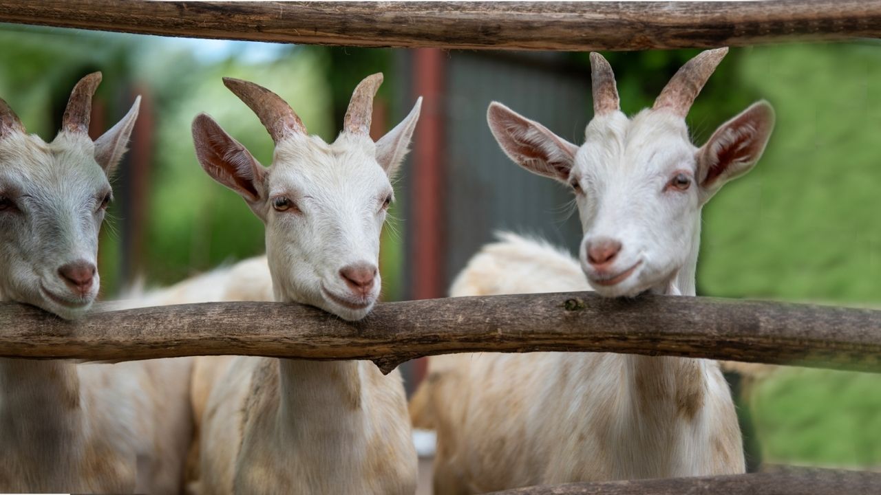 Goat Farming
