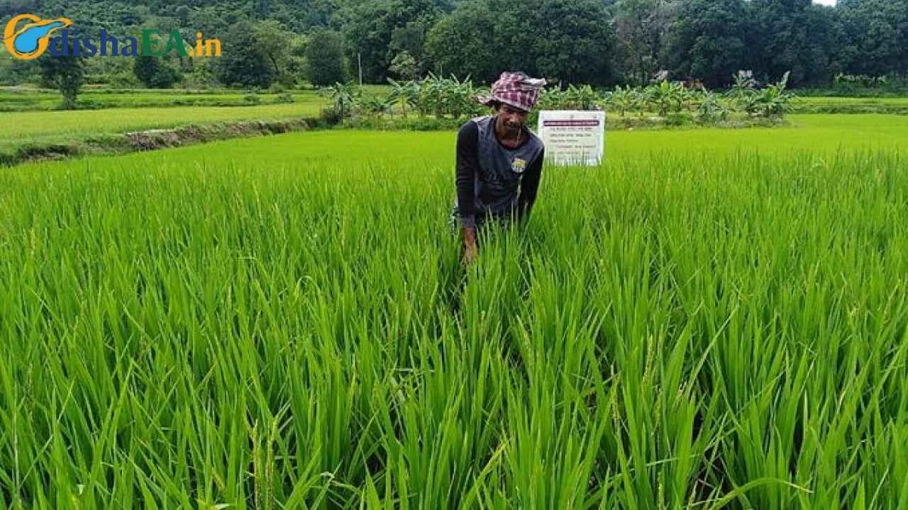 Inside Odisha’s Farming Revolution
