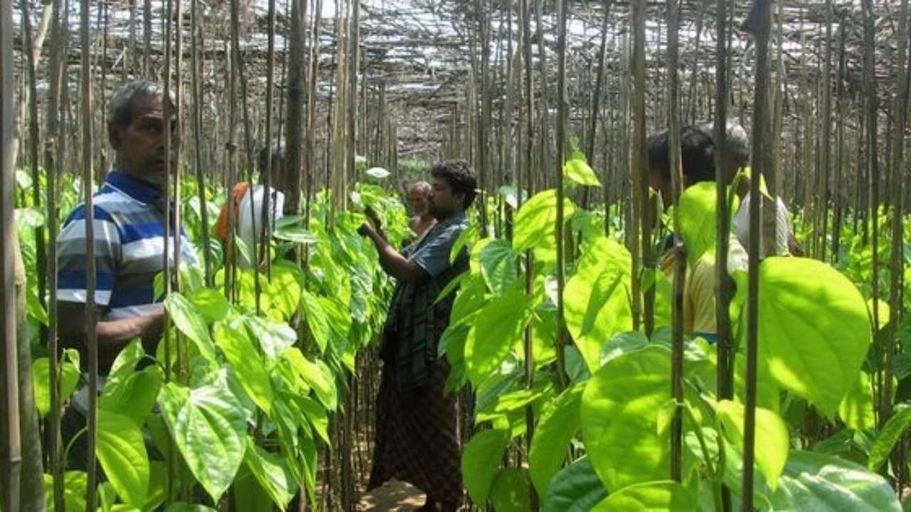 Khanduru Farmers Abandon Betel Cultivation
