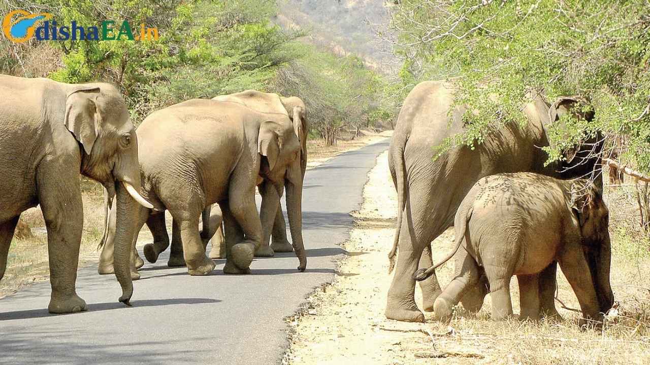 Managing Odisha's Elephant Habitats
