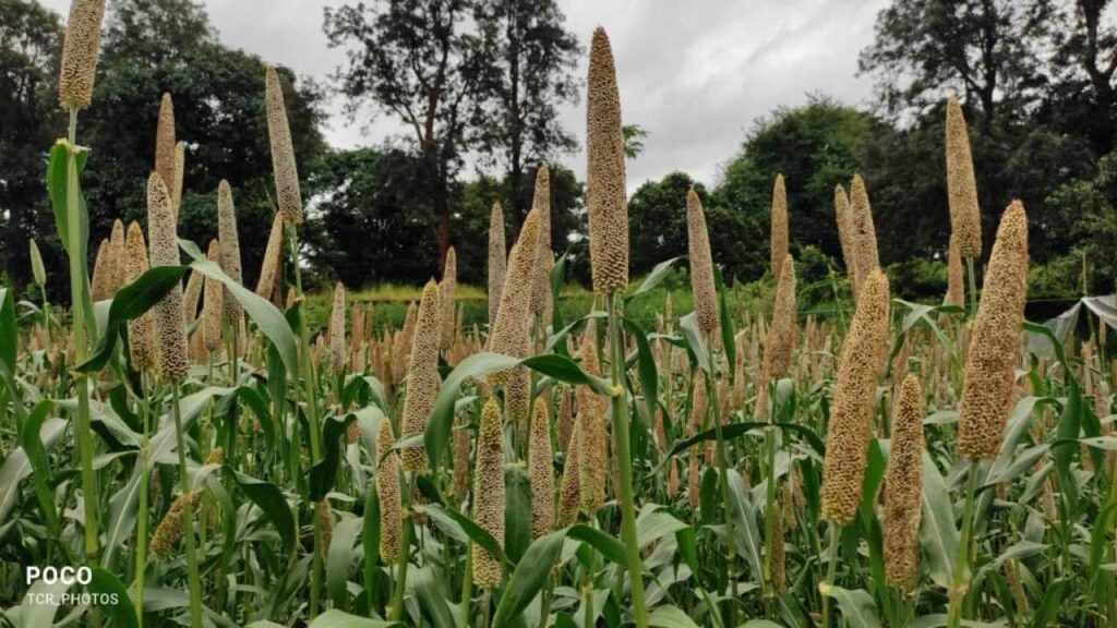 Millet Distribution Fraud Exposed in Koraput, Tribal Beneficiaries Left Empty-Handed 1 Millet Distribution Fraud Exposed in Koraput
