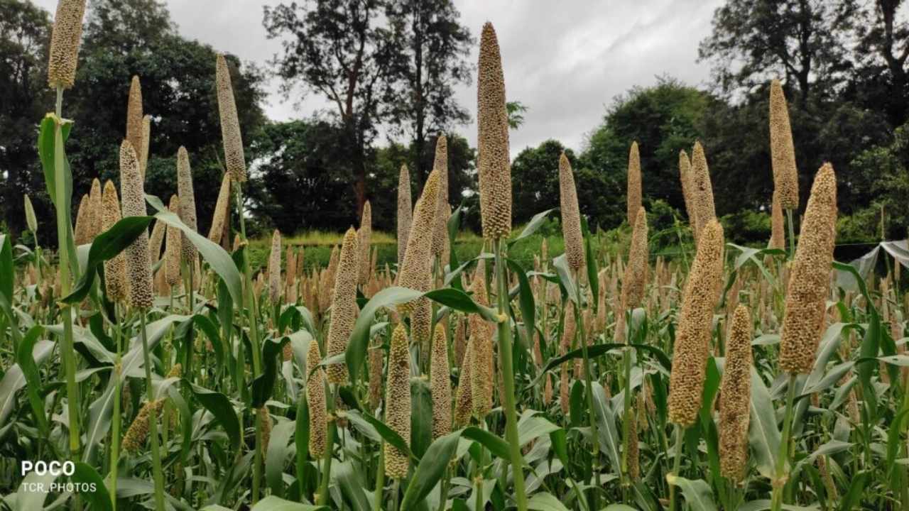 Millet Distribution Fraud Exposed in Koraput