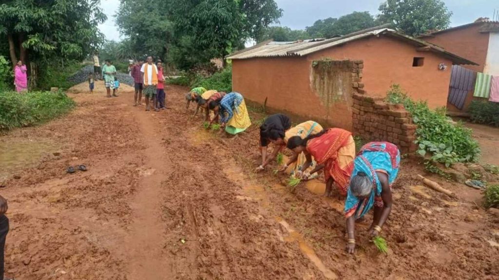 Muddy Road Turns Protest Site as Villagers Plant Rice