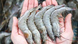 Odisha Fishermen Struggle as Trump's Tariff