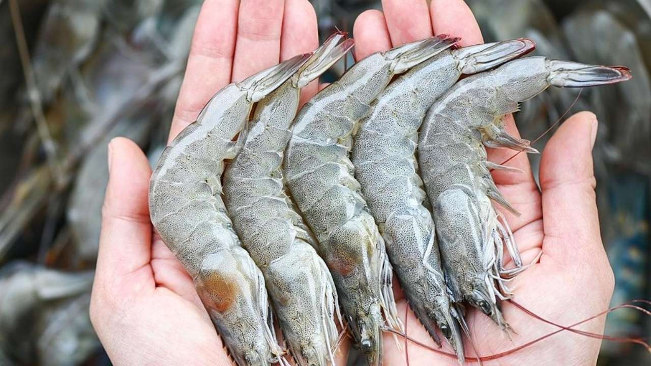 Odisha Fishermen Struggle as Trump's Tariff