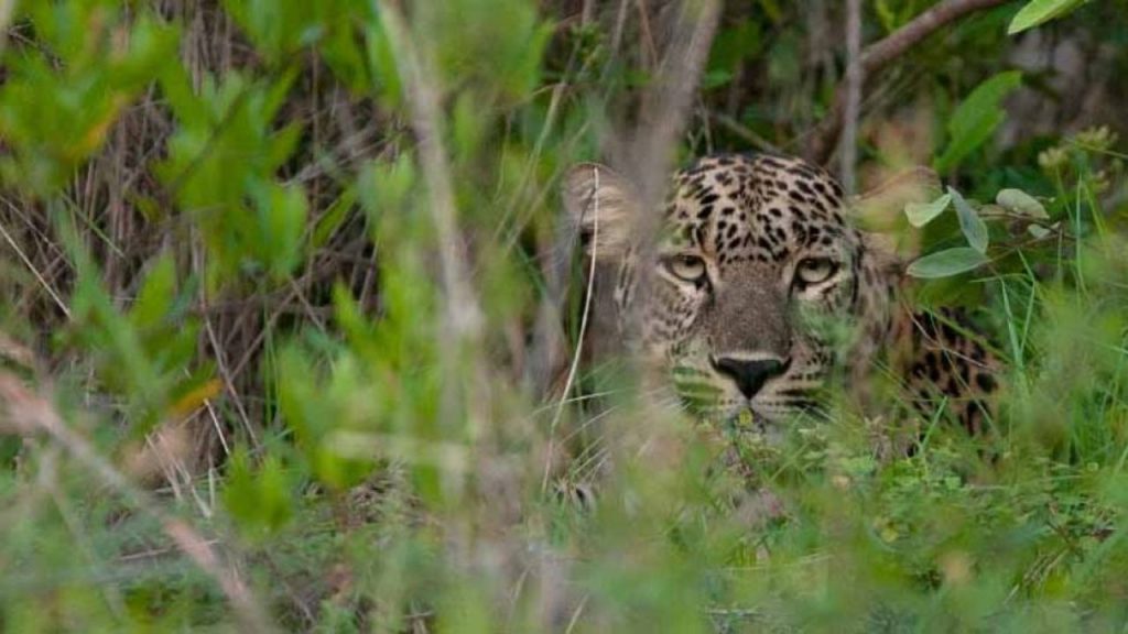Odisha Forest Department Embraces Technology with HAWK for Poaching Prevention 2 Odisha Forest Department