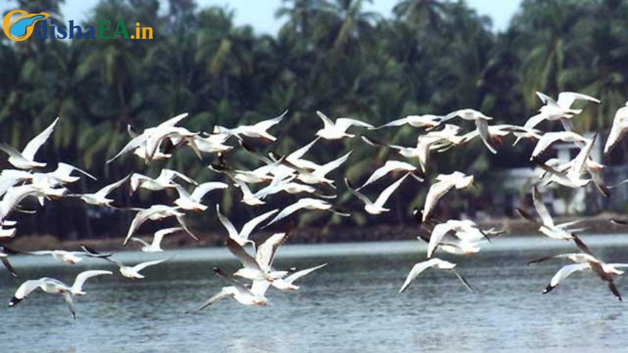 Three-Day Monsoon Bird Count Begins