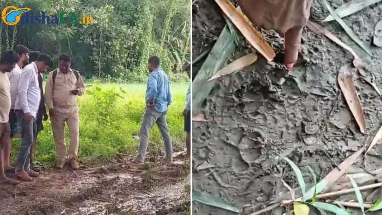 Tiger Sighting Speculation in Odisha’s Pipili