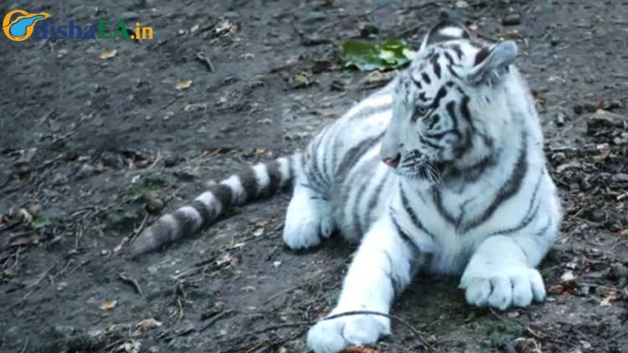 White Tiger Cub Dies Despite Intensive Medical Attention