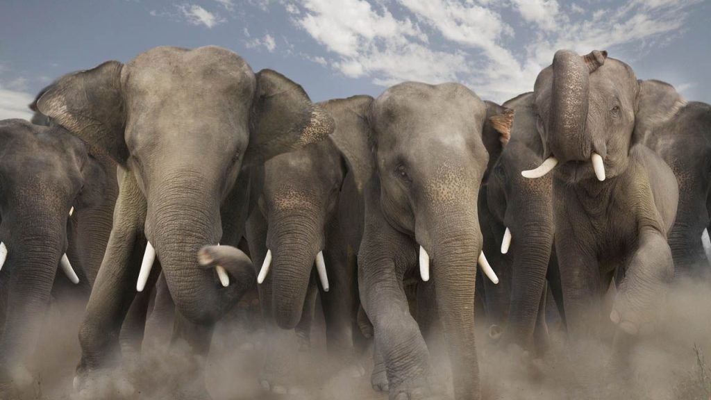 Wild Elephants Roam Sundargarh Villages, Causing Panic and Crop Damage 1 Wild Elephants Roam Sundargarh Villages