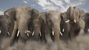 Wild Elephants Roam Sundargarh Villages