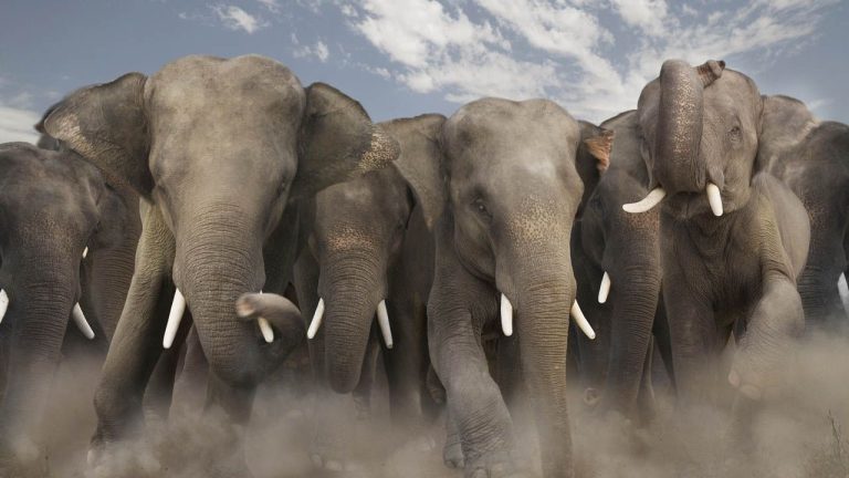 Wild Elephants Roam Sundargarh Villages