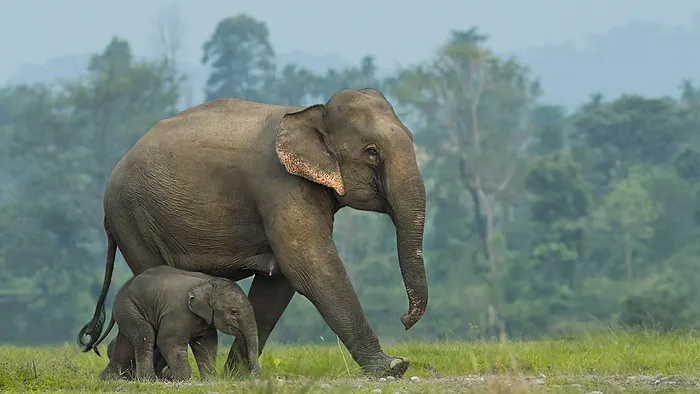 CM Majhi Advocates for Unified Action at Odisha’s Human-Elephant Workshop 2 Human-Elephant Workshop
