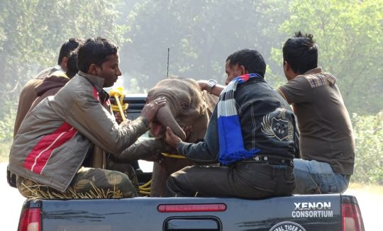 Elephant Care in Odisha Gets a Boost with the Introduction of 'Airawat' Truck 2 Elephant Care in Odisha