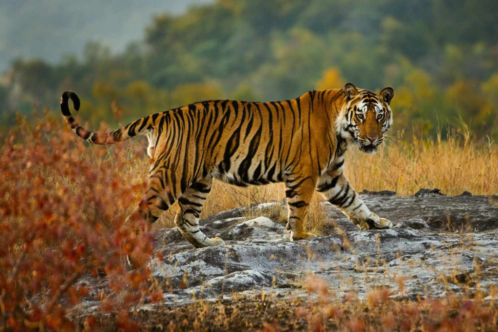 Tiger Sighting