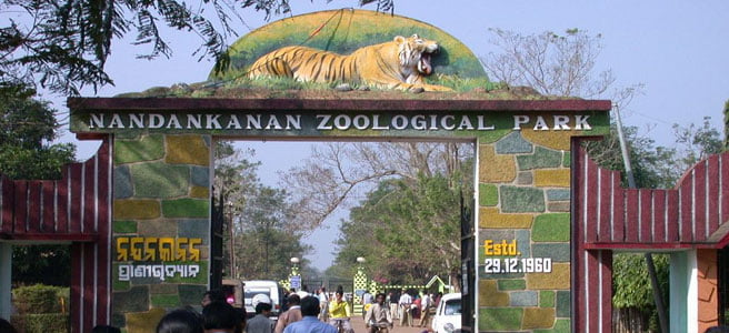 White Tiger Cub Dies Despite Intensive Medical Attention at Nandankanan Zoo 2 Nandankanan Zoo