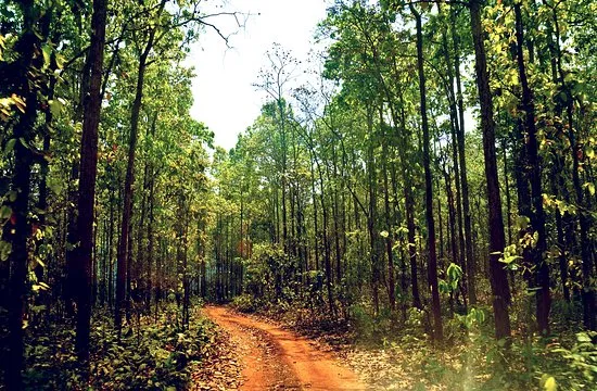 Odisha: Missing 3-Year-Old Boy Found Safe in Keonjhar Forest After Six Days 2 Keonjhar Forest