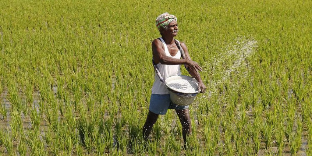 Cuttack's Paddy Farmers Cry for Help as Fertiliser Black Market Spirals Out of Control 2 Cuttack's Paddy Farmers Cry