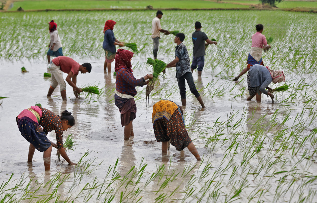 Odisha Faces Critical Fertilizer Shortage as Monsoon Season Begins, Chief Minister Urges Federal Action 2 Labor-intensive process of rice cultivation in Odisha
