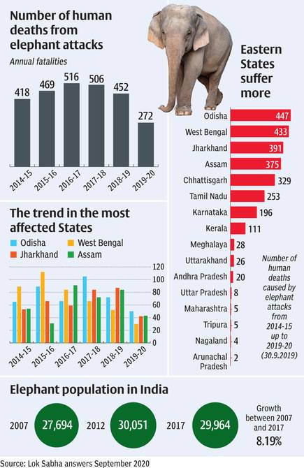 Wild Elephants Roam Sundargarh Villages, Causing Panic and Crop Damage 2 Elephant fatalities due to conflict in India