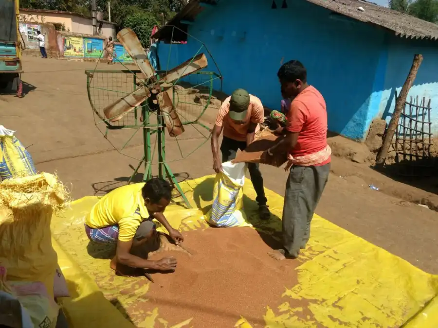 Millet Distribution Fraud Exposed in Koraput, Tribal Beneficiaries Left Empty-Handed 2 Fraud Exposed in Koraput