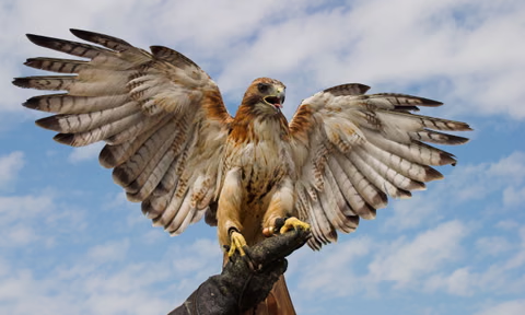 Odisha Forest Department Embraces Technology with HAWK
