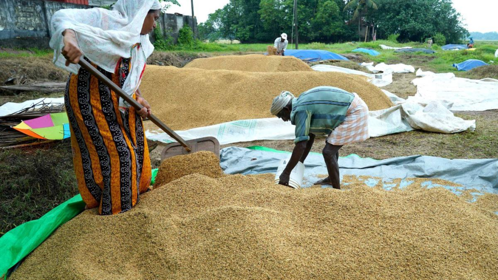 Farmers' Paddy Sale Woes