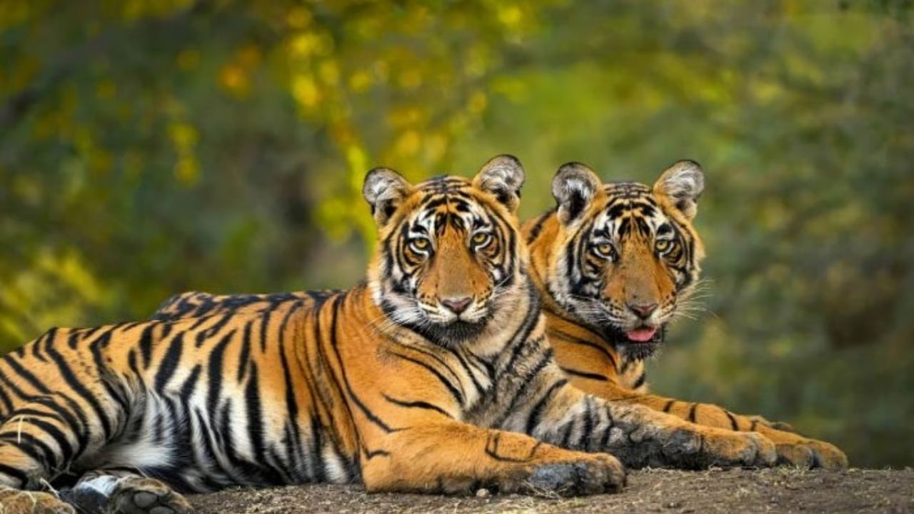 Debrigarh's Wild Transformation Stuns Experts