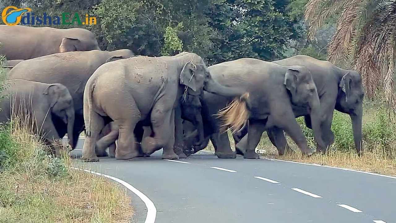 Elephant Rampage Turns Deadly in Odisha