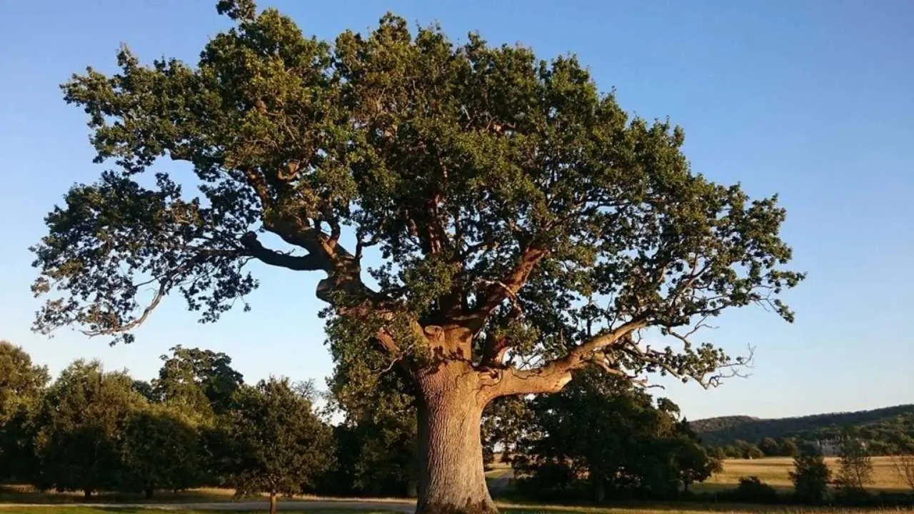 Got an Oak Tree in Your Garden