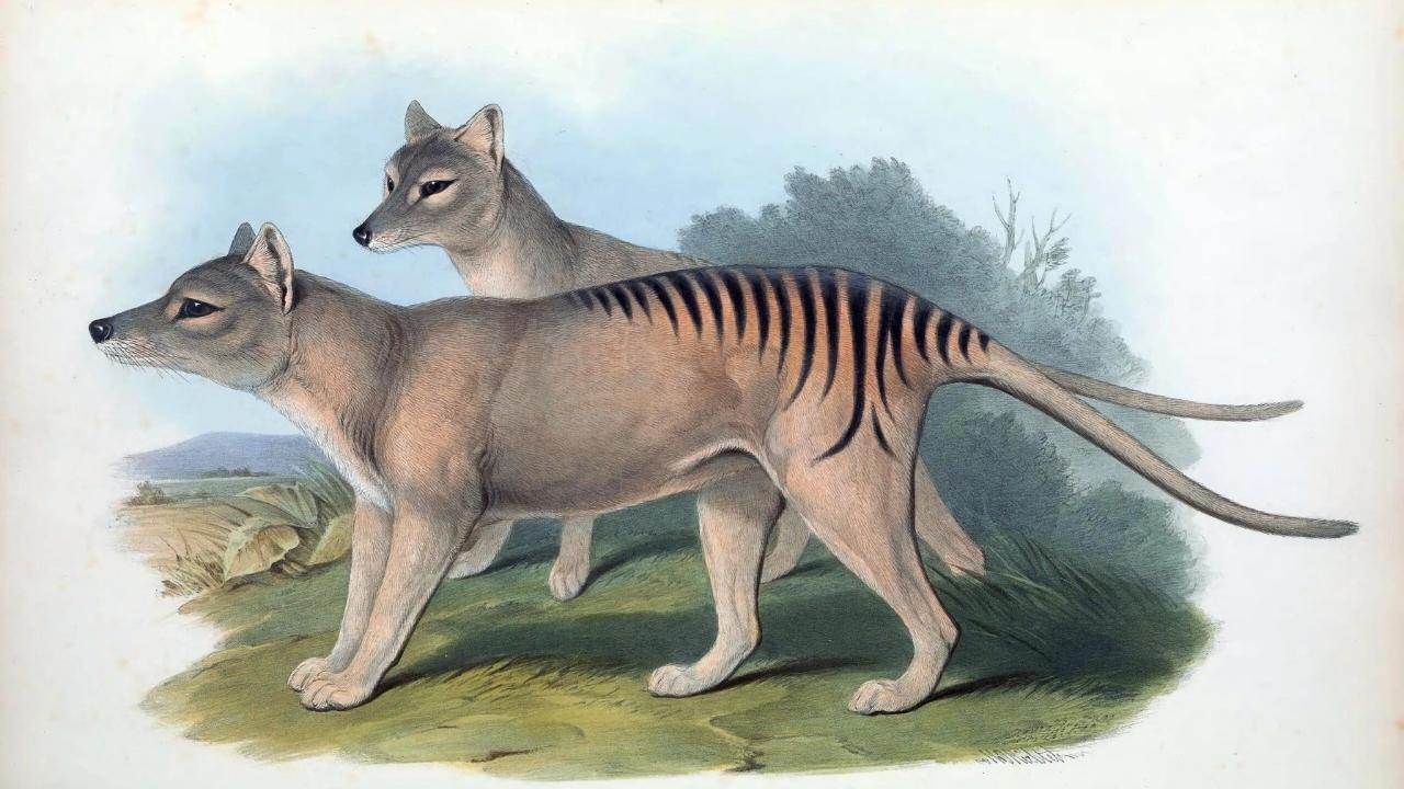 New Study Reveals the Tasmanian Tiger’s