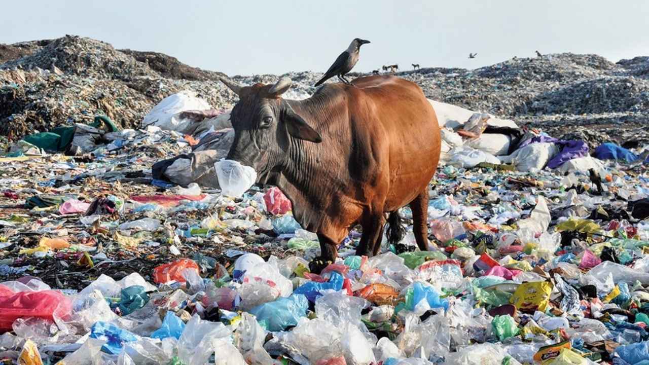 Save Cow After Removing 40 Kg of Plastic Waste