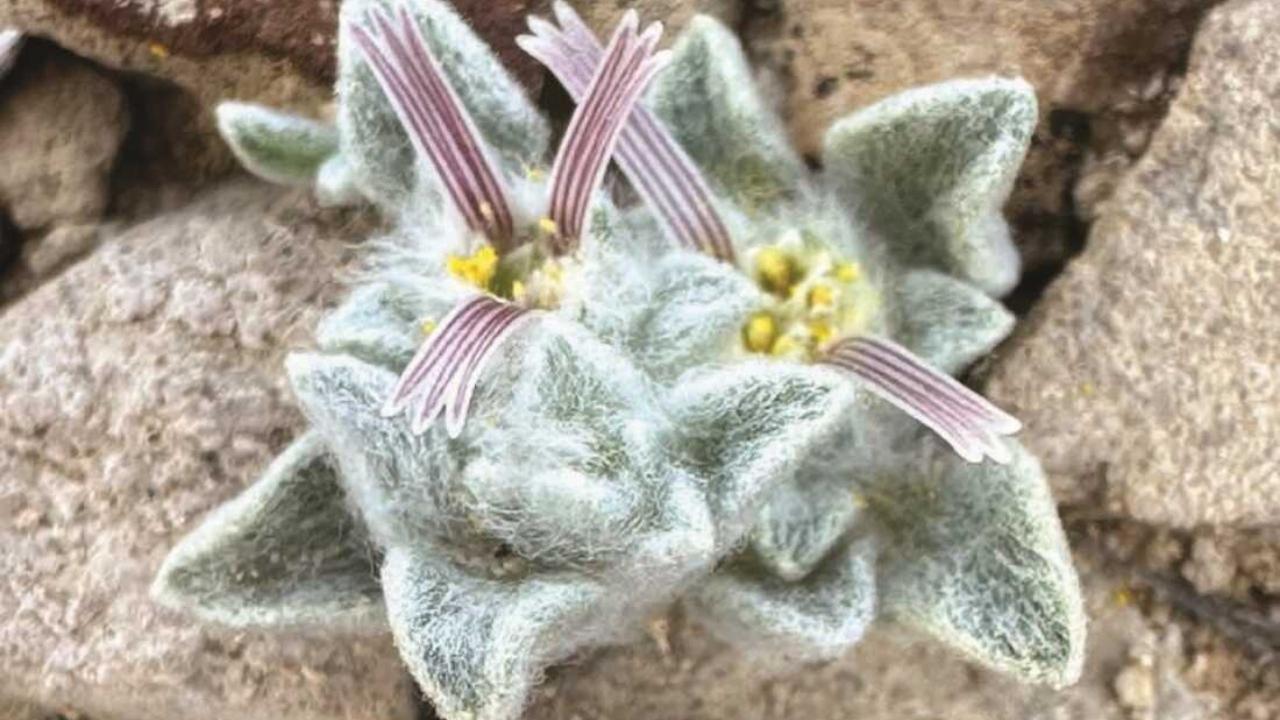 The ‘Woolly Devil’ Plant