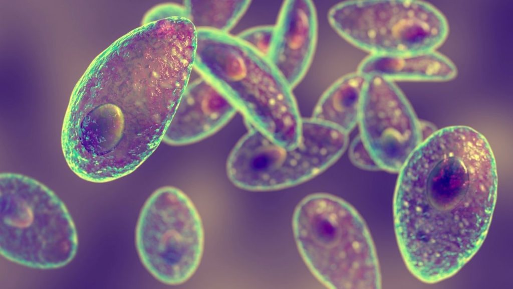 Toxoplasma gondii parasite